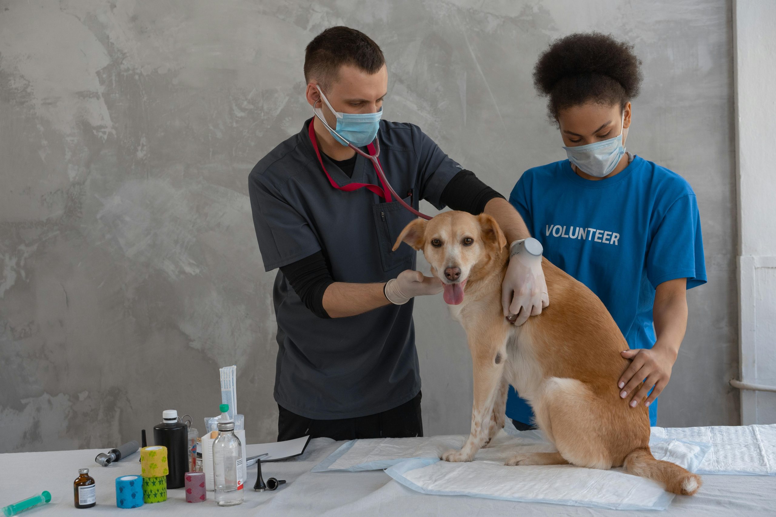Pet grooming session